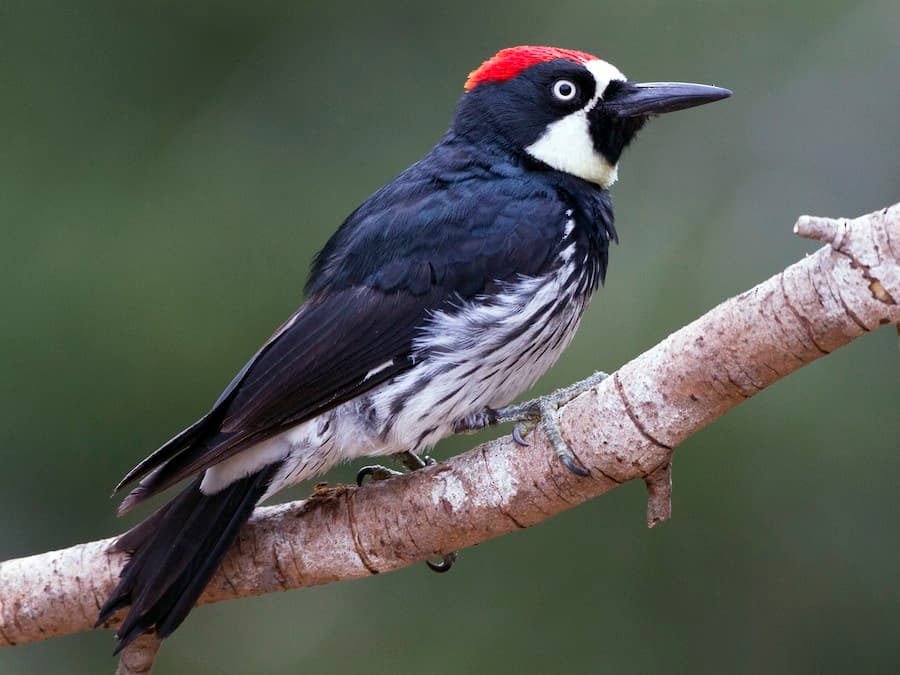 Acorn Woodpecker