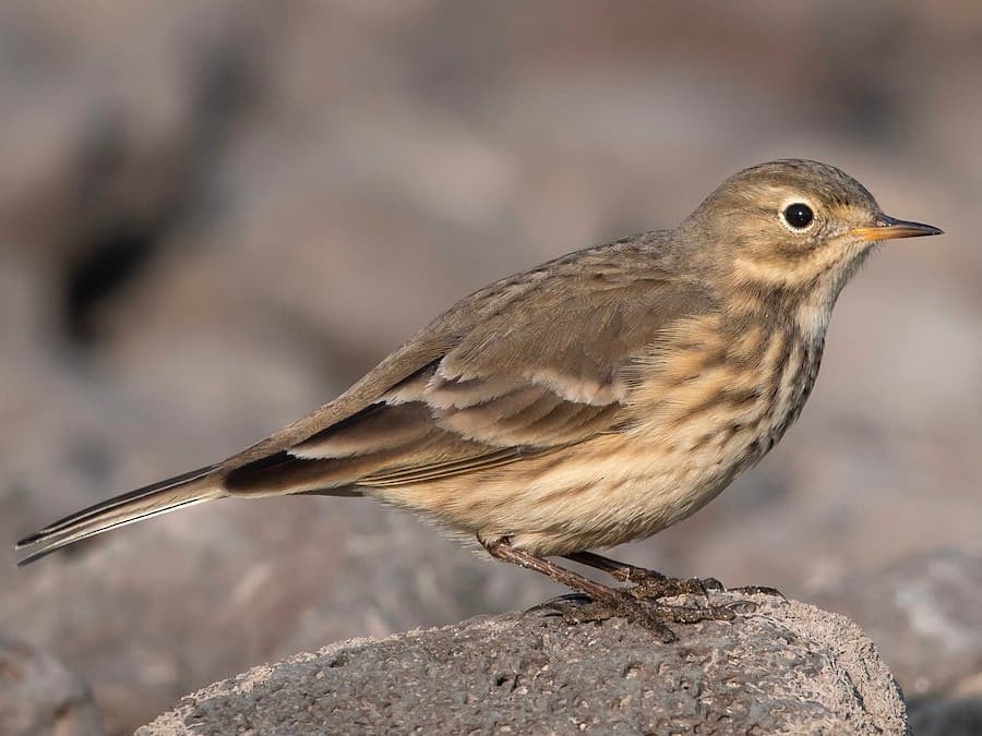 American Pipit