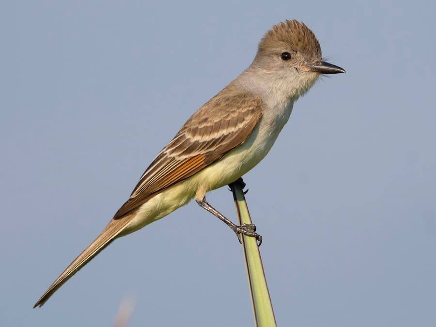 Ash-Throated Flycatcher
