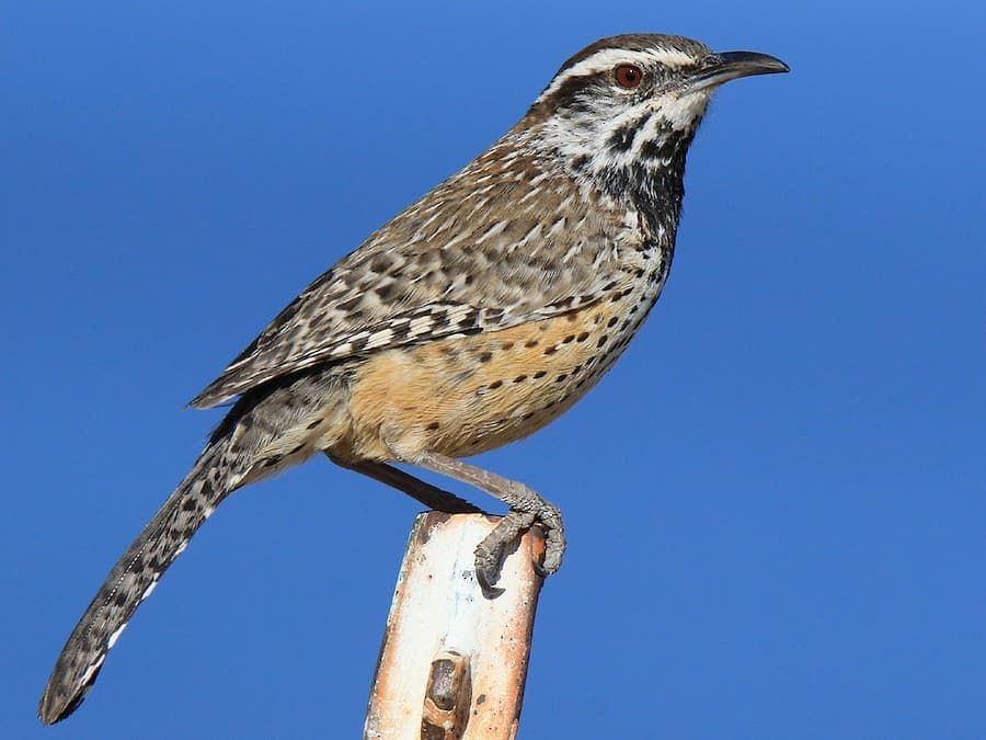 Cactus Wren