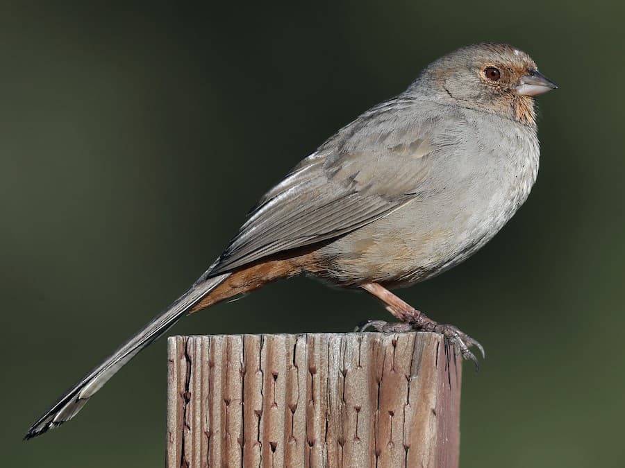California Towhee