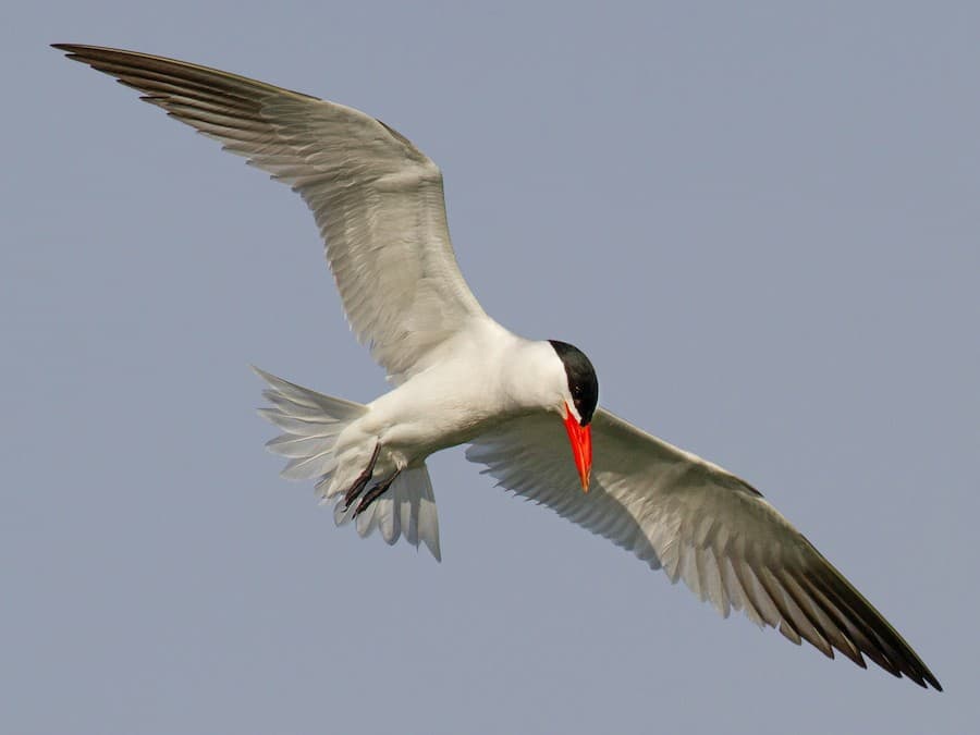 Caspian Tern