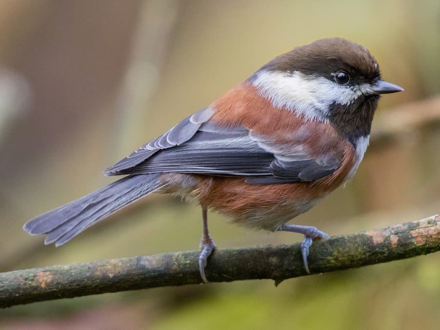 Chestnut-backed Chickadee