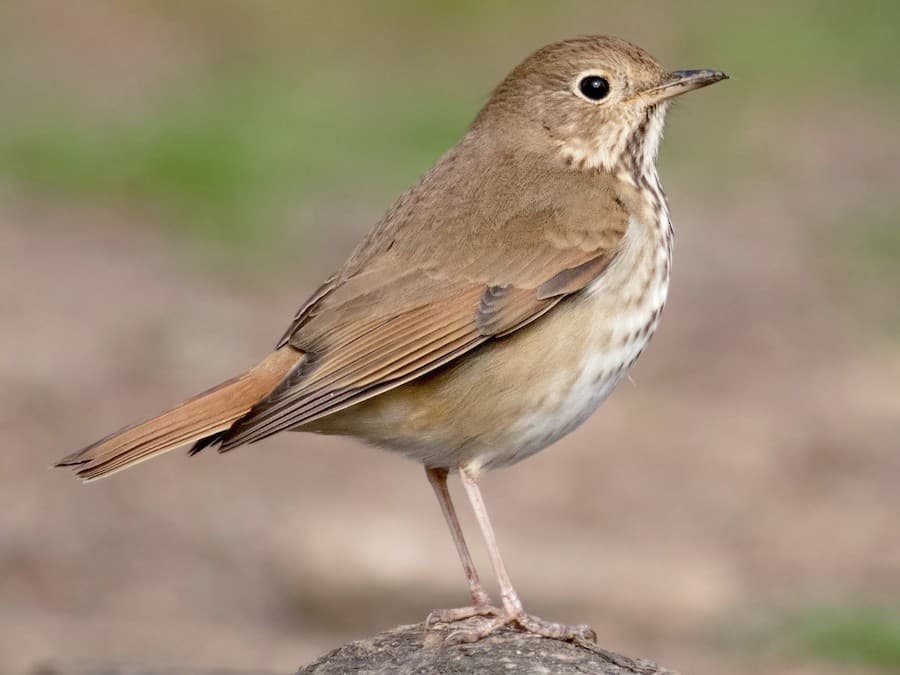 Hermit Thrush