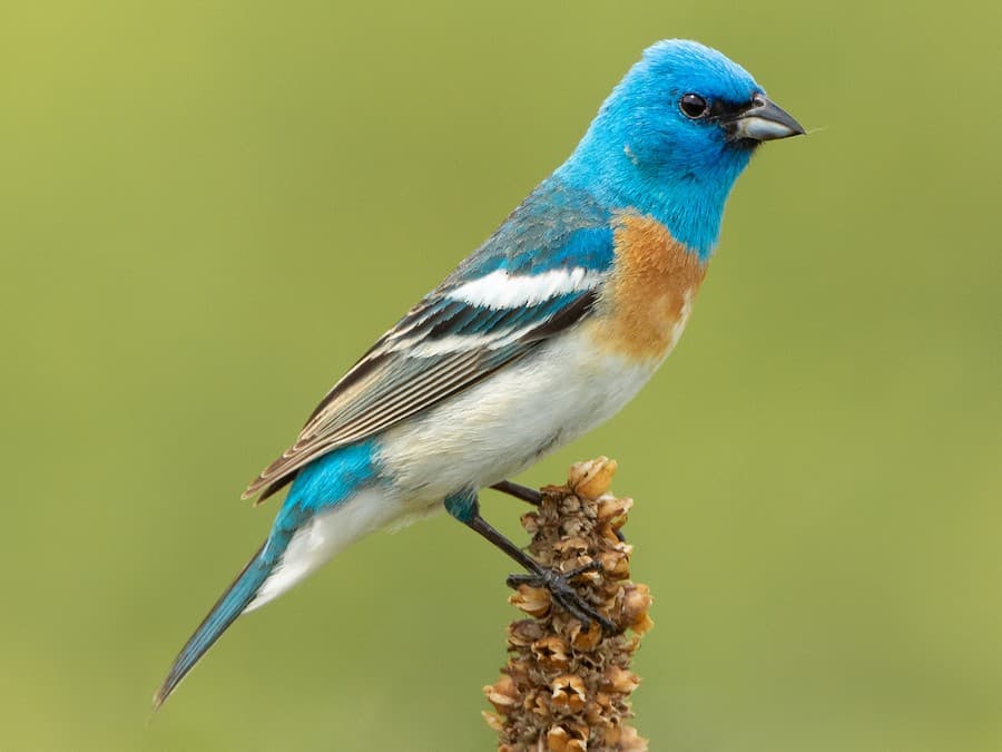 Lazuli Bunting