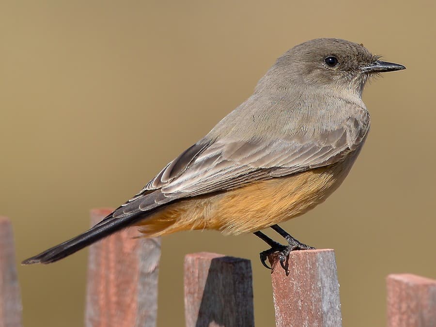Say's Phoebe
