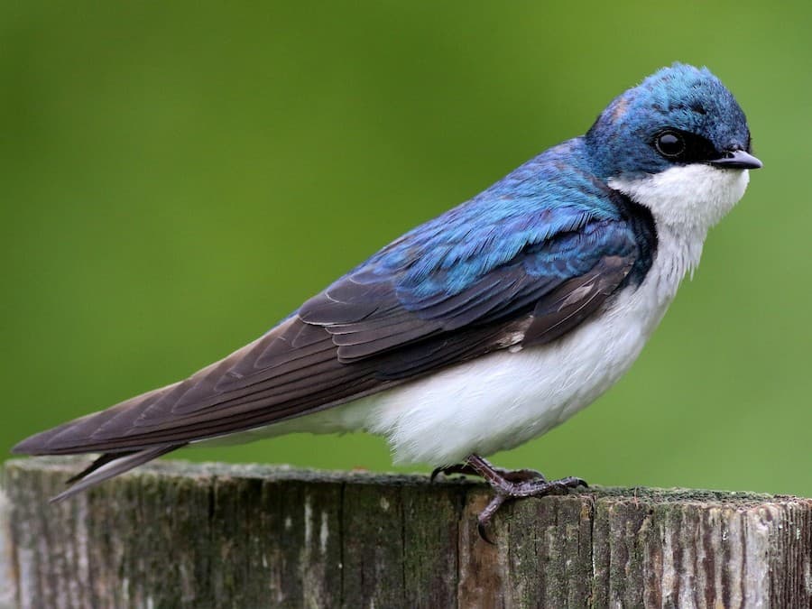 Tree Swallow