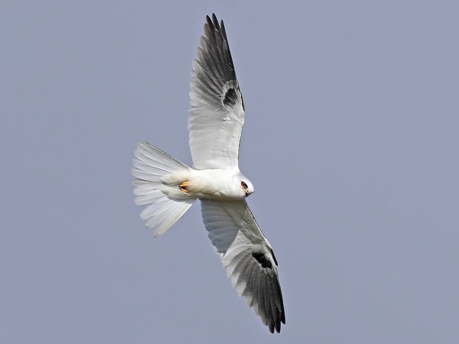 White-tailed Kite